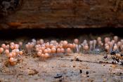 Peervormig Draadwatje (Trichia decipiens) 10-2013 7110